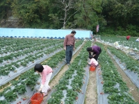 201001100005